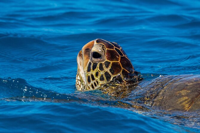 Moana’s Waikīkī Grand Guided Turtle Snorkel & Sailing Adventure - Why the 7 a.m. departure may be the smart choice