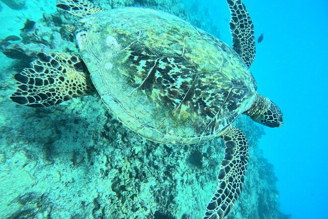 Moana’s Waikīkī Grand Guided Turtle Snorkel & Sailing Adventure - The sailing ride back to Waikīkī
