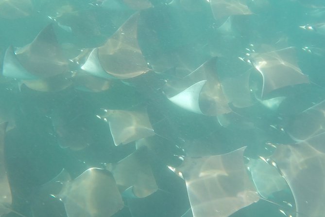 Mobula Ray Snorkeling - Why mobula rays make this Cabo trip special
