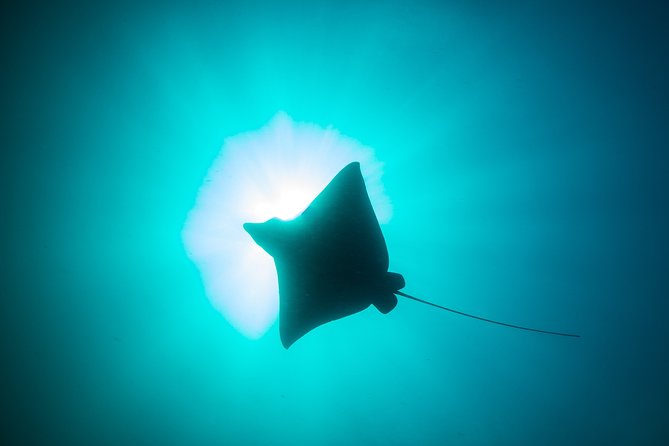 Mobula Ray Snorkeling - El Arco and the sea lion colony