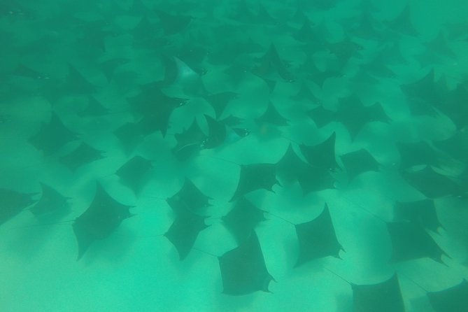 Mobula Ray Snorkeling - Searching for the mobula schools