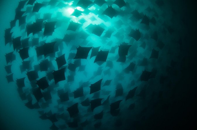Mobula Ray Snorkeling - What it is like in the water