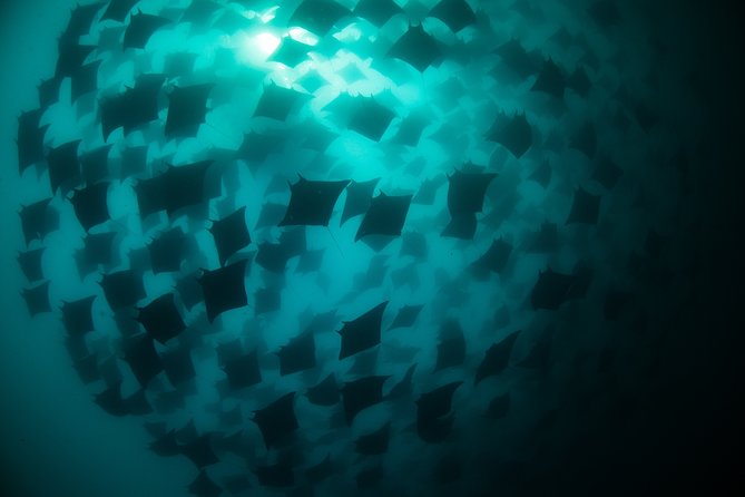 Mobula Ray Snorkeling - The value of the $169 price