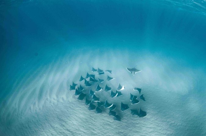 Mobula Ray Snorkeling - Who will get the most from this outing