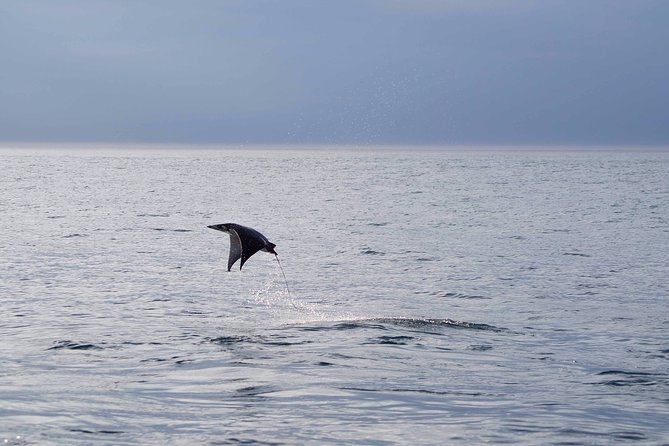 Mobula Ray Snorkeling - Practical details before you book