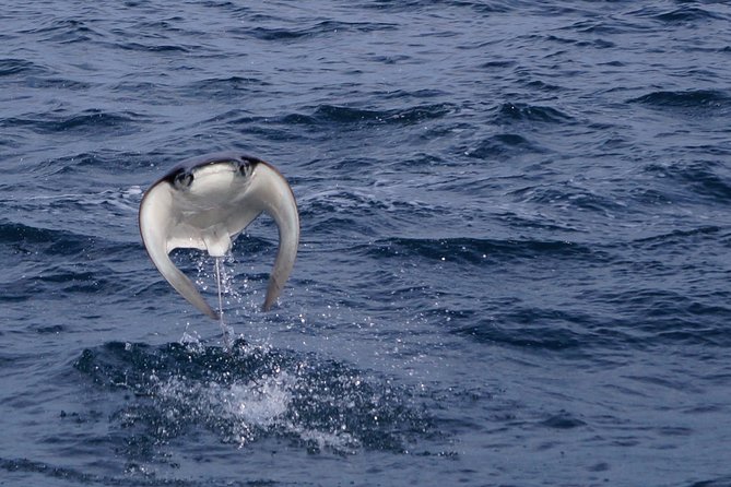 Mobula Ray Snorkeling - Starting at the Cabo San Lucas marina