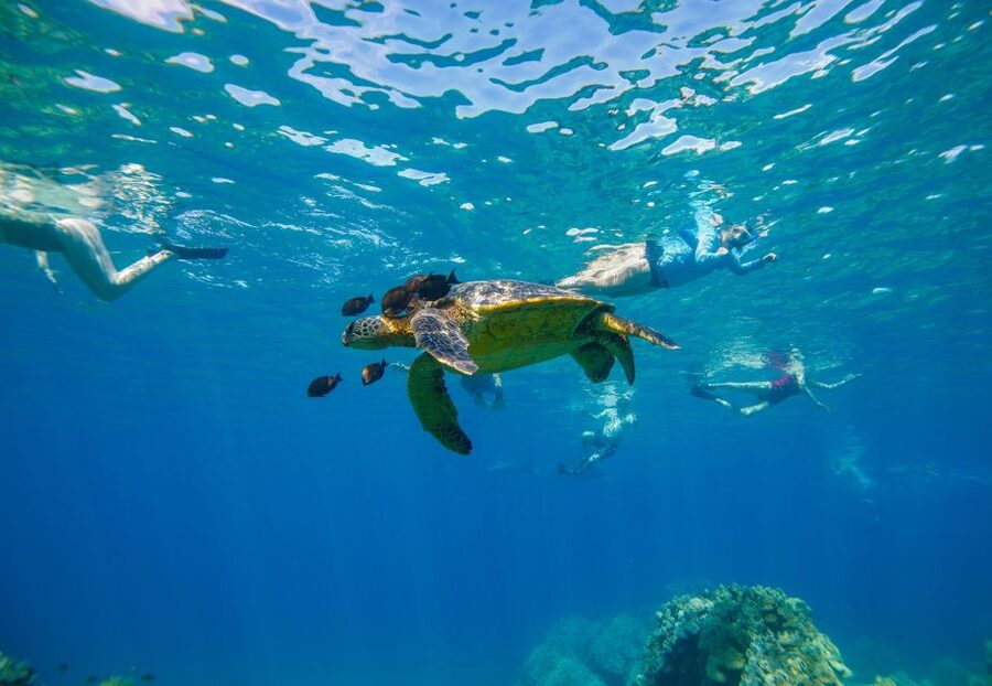 Molokini Crater Snorkel & Whale Watching (Dec 15 – Mar 30) - Molokini Crater, clear water and a one-hour snorkel