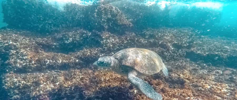 Mooloolaba: Snorkel with Turtles Mudjimba Island - How much help do you get in the water?