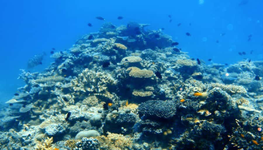 Mooloolaba: Snorkel with Turtles Mudjimba Island - Boat conditions, visibility, and the real trade-off