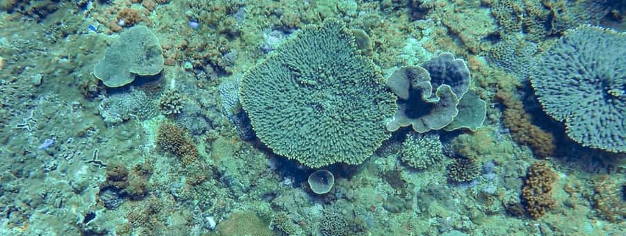 Mooloolaba: Snorkel with Turtles Mudjimba Island - Is $63 good value?