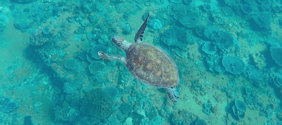 Mooloolaba: Snorkel with Turtles Mudjimba Island - Who should book this snorkeling trip?