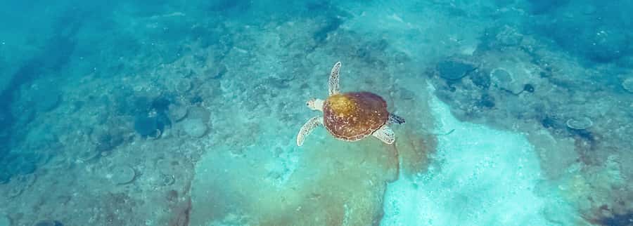 Mooloolaba: Snorkel with Turtles Mudjimba Island - Check-in at The Wharf Mooloolaba