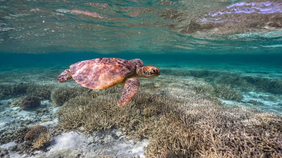 Mooloolaba: Turtle Snorkel & Swim at Mudjimba Island - Key points at a glance