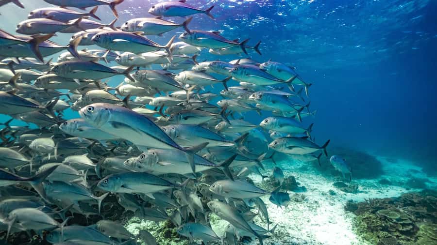 Mooloolaba: Turtle Snorkel & Swim at Mudjimba Island - Mudjimba Island, close to shore but full of life
