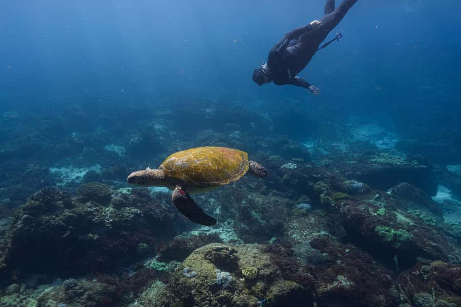 Mooloolaba: Turtle Snorkel & Swim at Mudjimba Island - What happens from The Wharf to the water