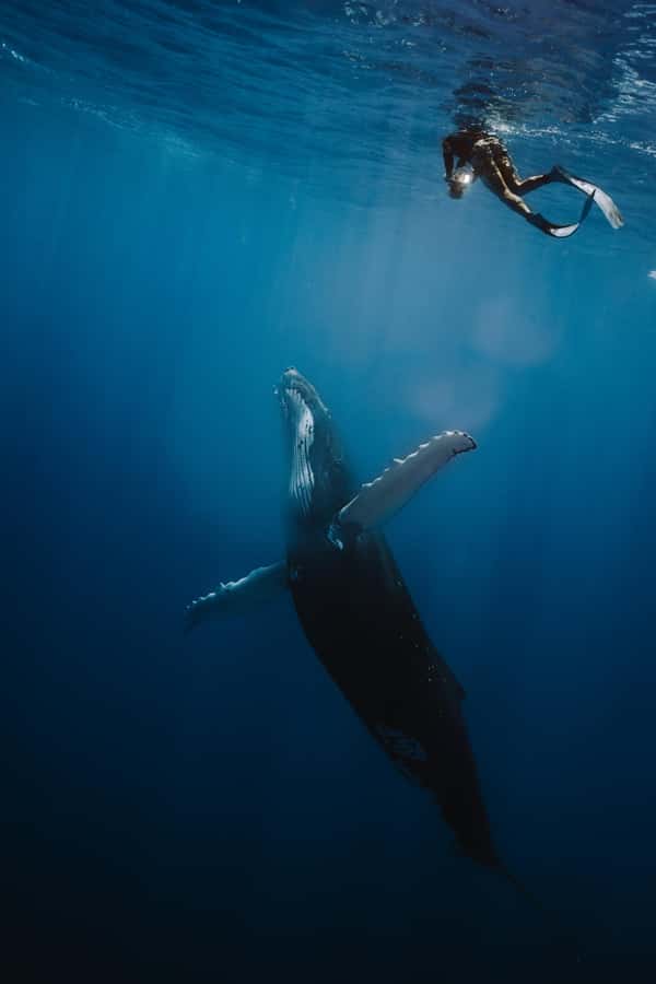 Moorea 4H Shared Boat Tour Whale Swimming and Snorkeling - Key points before you book