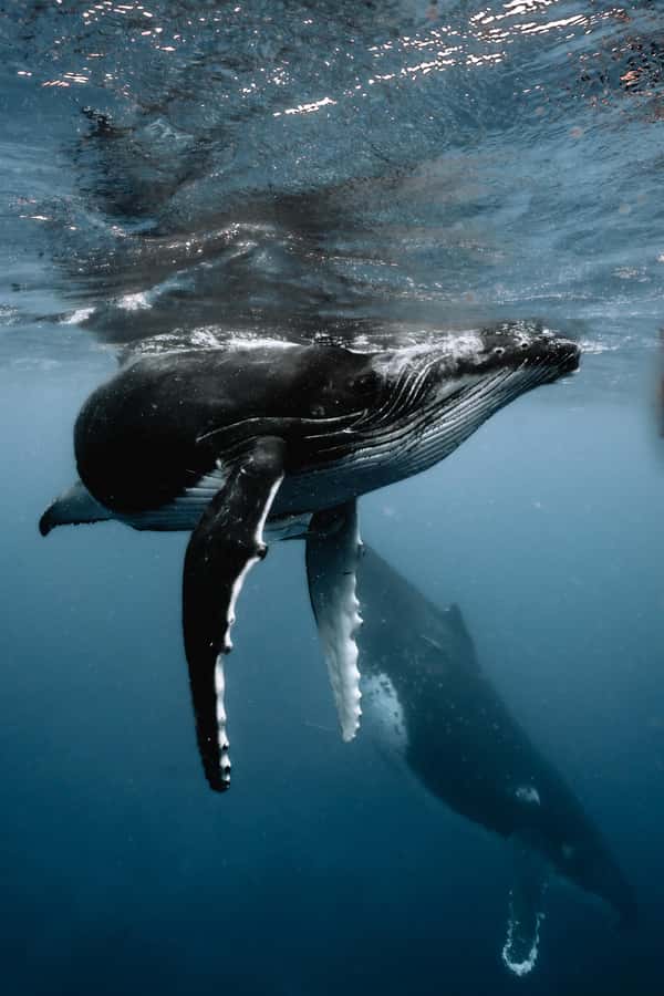 Moorea 4H Shared Boat Tour Whale Swimming and Snorkeling - Why the whale swim is the real draw