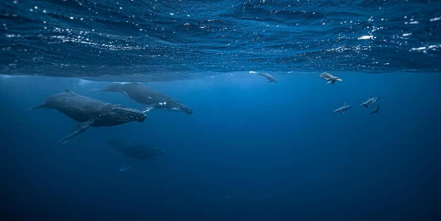 Moorea 4H Shared Boat Tour Whale Swimming and Snorkeling - What the whale encounter feels like