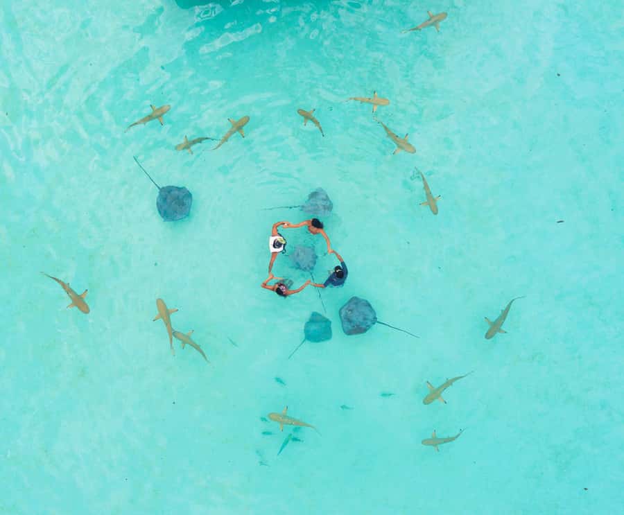 Moorea 4H Shared Boat Tour Whale Swimming and Snorkeling - Is $259 a fair price?