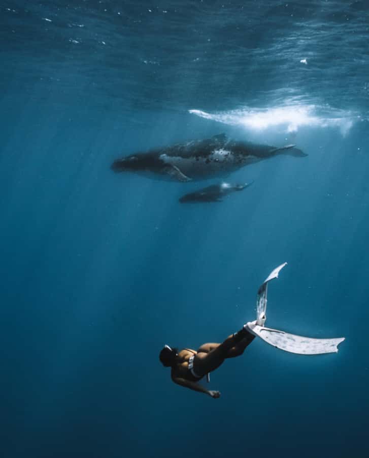 Moorea 4H Shared Boat Tour Whale Swimming and Snorkeling - Who should book this experience