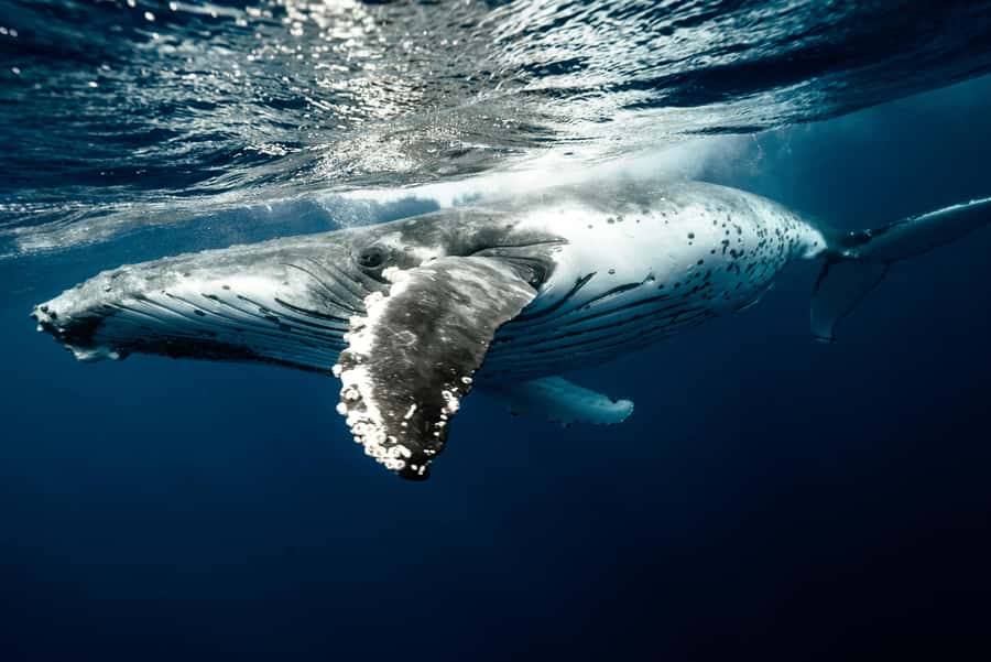 Moorea 4H Shared Boat Tour Whale Swimming and Snorkeling - Practical plan for a better morning