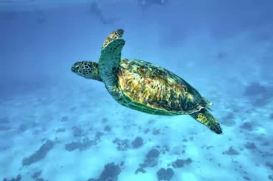 Moorea: Glass Bottom Boat Adventure with Lagoon Wonders - The turtle sanctuary and Moorea’s gentle giants