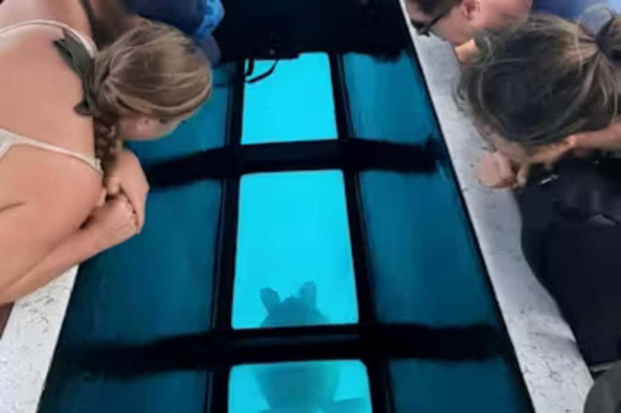 Moorea: Glass Bottom Boat Adventure with Lagoon Wonders - Rays and black-tip reef sharks at the sandbar