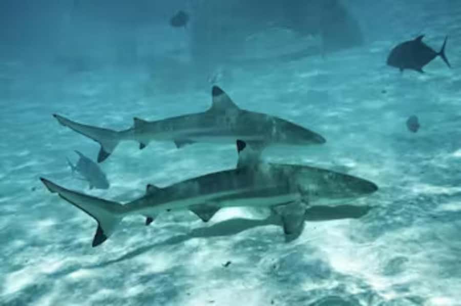 Moorea: Glass Bottom Boat Adventure with Lagoon Wonders - Is the five-and-a-half-hour outing worth booking?
