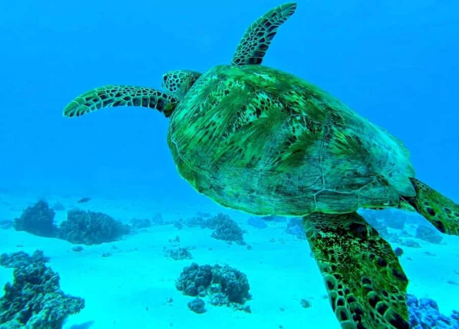 Moorea: Lagoon and Reef Snorkeling Tour with Drinks - Turtles in the lagoon