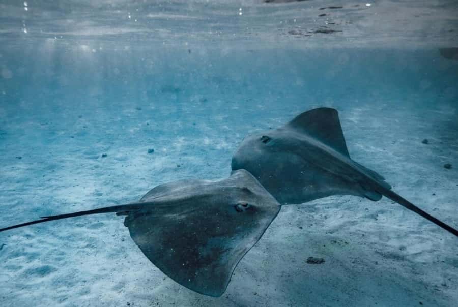 Moorea: Lagoon and Reef Snorkeling Tour with Drinks - Rays, sharks, and shallow water