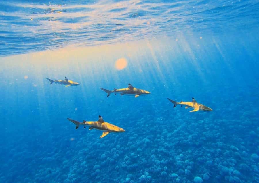 Moorea: Lagoon and Reef Snorkeling Tour with Drinks - Outside the barrier reef for bigger sea life
