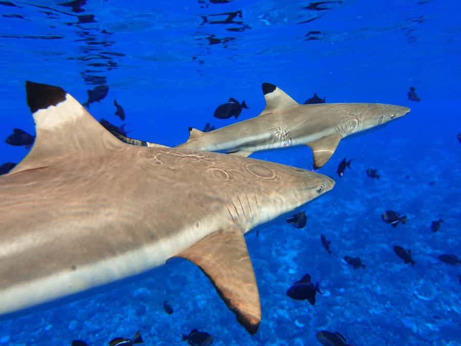 Moorea: Sea Scooter Snorkeling Tour - What wildlife can you realistically expect?