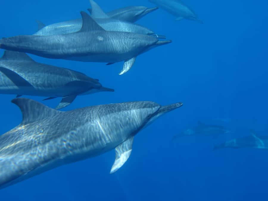 Moorea: Sea Scooter Snorkeling Tour - How much value do you get for $167?