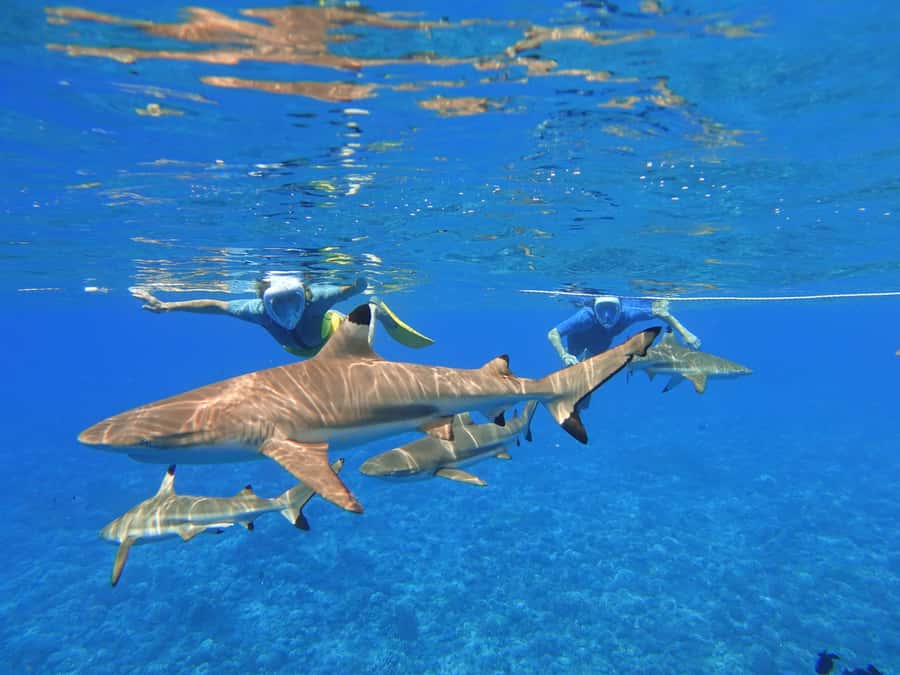 Moorea: Sea Scooter Snorkeling Tour - Who should book this tour?