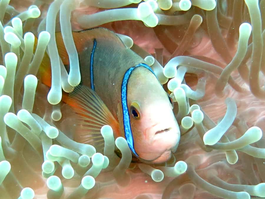 Moorea: Sea Scooter Snorkeling Tour - Practical details that improve the day