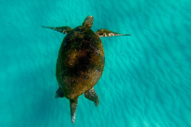 Moreton Island Day Trip (Kayak, Snorkel & Sandboard) frm Brisbane or Gold Coast - Snorkeling at the Tangalooma Wrecks