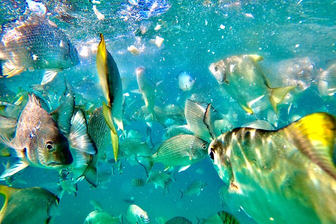 Moreton Island Day Trip (Kayak, Snorkel & Sandboard) frm Brisbane or Gold Coast - Timing, cost, and what you really get