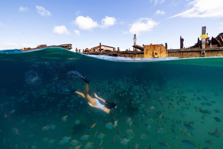 Moreton Island: Dolphin & Tangalooma Wrecks Snorkel Cruise - What the $152 price includes