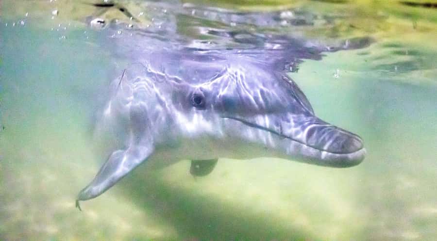 Moreton Island: Tangalooma Snorkeling Tour & Dolphin Feeding - Key points to know before you book