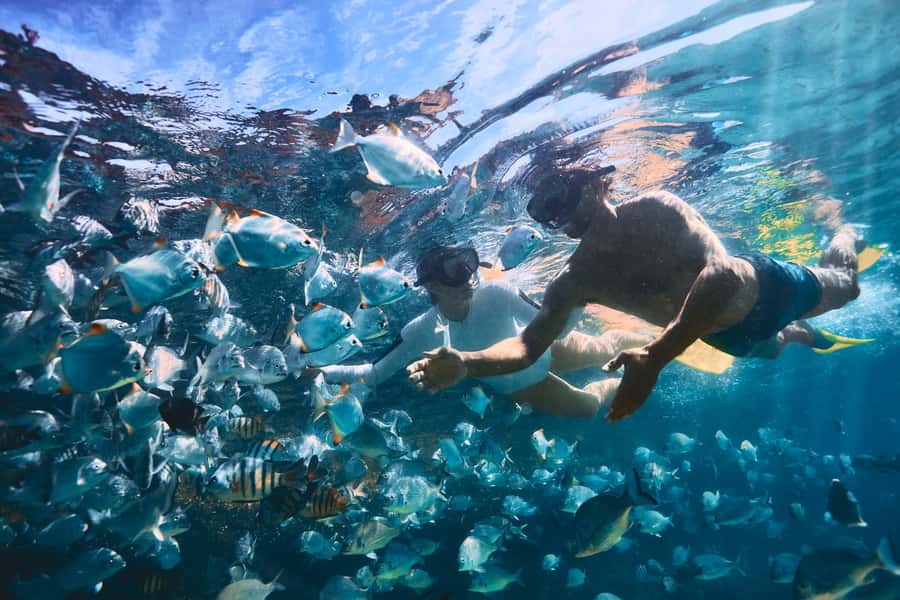 Moreton Island: Tangalooma Snorkeling Tour & Dolphin Feeding - The sunset dolphin feeding experience