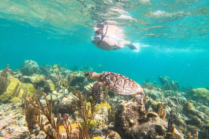 Morning Half Day Cruise from Providenciales with Snorkeling and Iguana Island - Key points to know before booking
