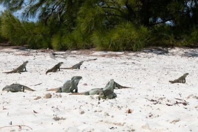 Morning Half Day Cruise from Providenciales with Snorkeling and Iguana Island