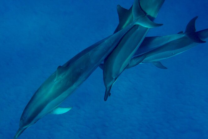 Morning Magic Kayak and Snorkel Adventure in Kealakekua Bay - The physical side of the outing