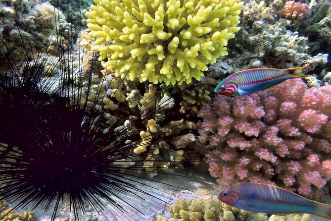 Mr. Tu Snorkel Day Trip to Koh Nangyuan & Koh Tao by Speed Boat from Koh Samui - Group size, guide support, and the pace
