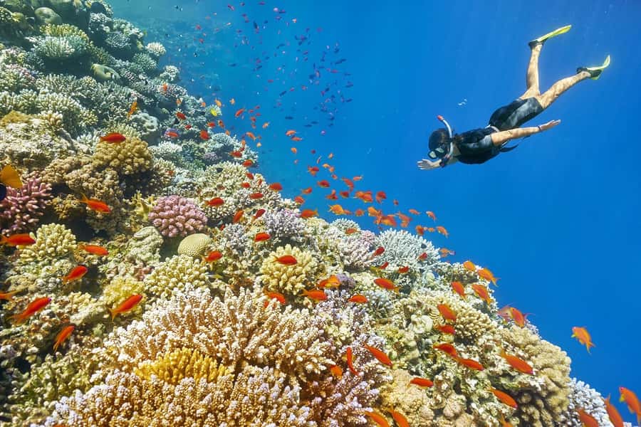 Muscat: 4-Hour Snorkeling Tour with Dolphin watching - Key points to know before you book