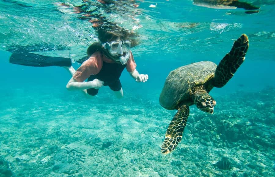 Muscat: 4-Hour Snorkeling Tour with Dolphin watching - What you may see below the surface
