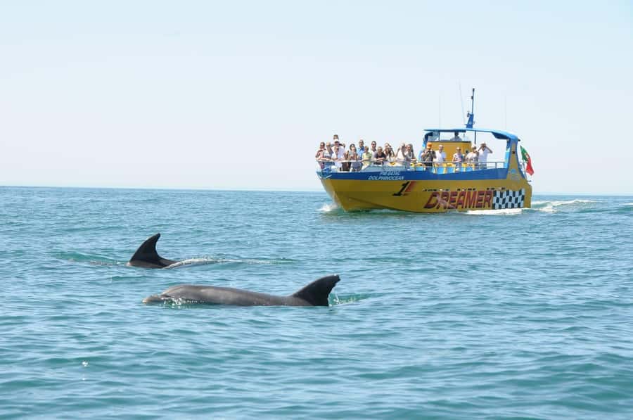 Muscat: 4-Hour Snorkeling Tour with Dolphin watching - The coral question, and why it matters