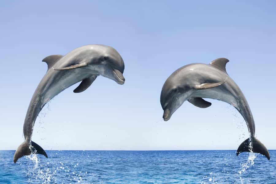 Muscat: 4-Hour Snorkeling Tour with Dolphin watching - Equipment, drinks, and the practical details