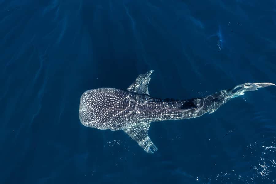 Muscat: Daymaniat Islands Snorkeling Tour with Refreshments - Key points at a glance