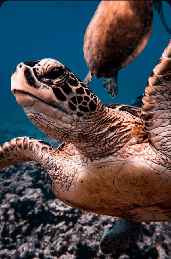Muscat: Daymaniat Islands Snorkeling Tour with Refreshments - Why Daymaniyat Islands are worth the trip